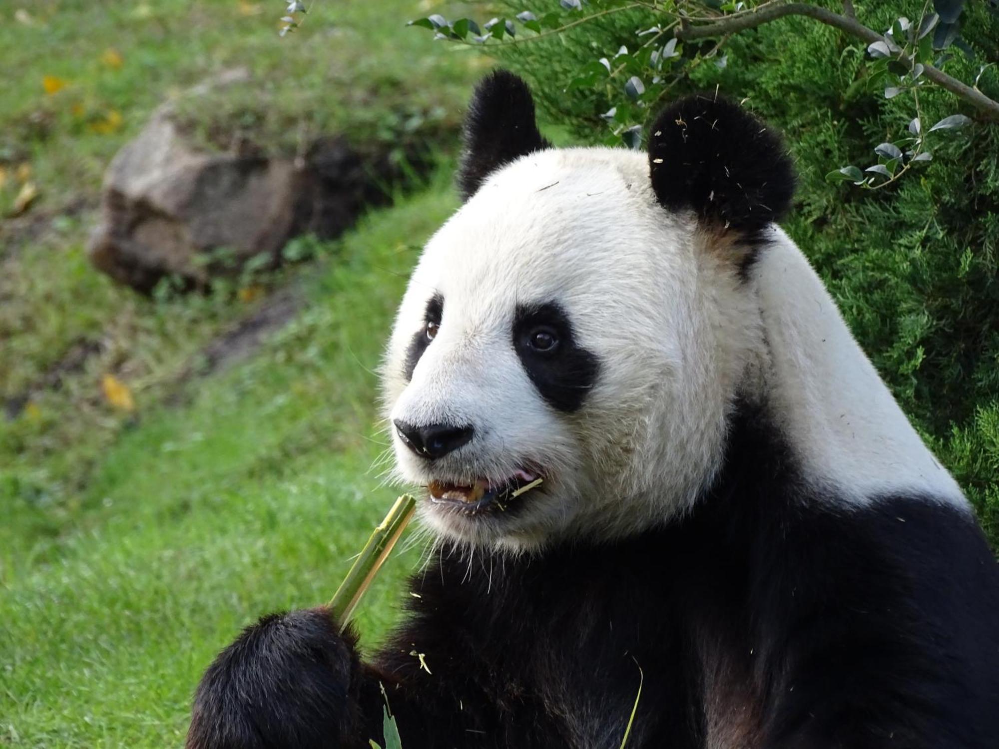 Trainefeuilles - Chambres D'Hotes Proche Zoo De Beauval Le Controis-en-Sologne Exteriör bild