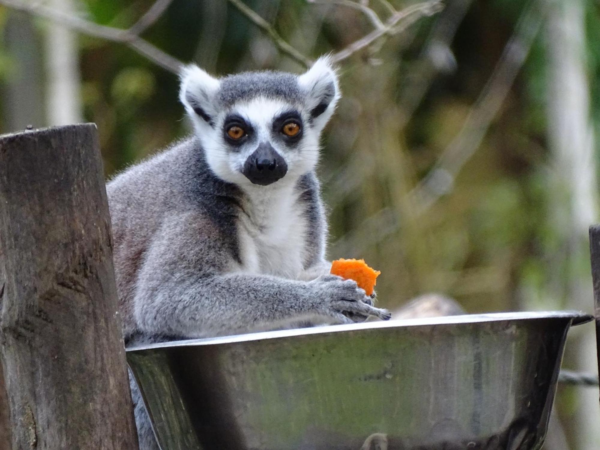 Trainefeuilles - Chambres D'Hotes Proche Zoo De Beauval Le Controis-en-Sologne Exteriör bild