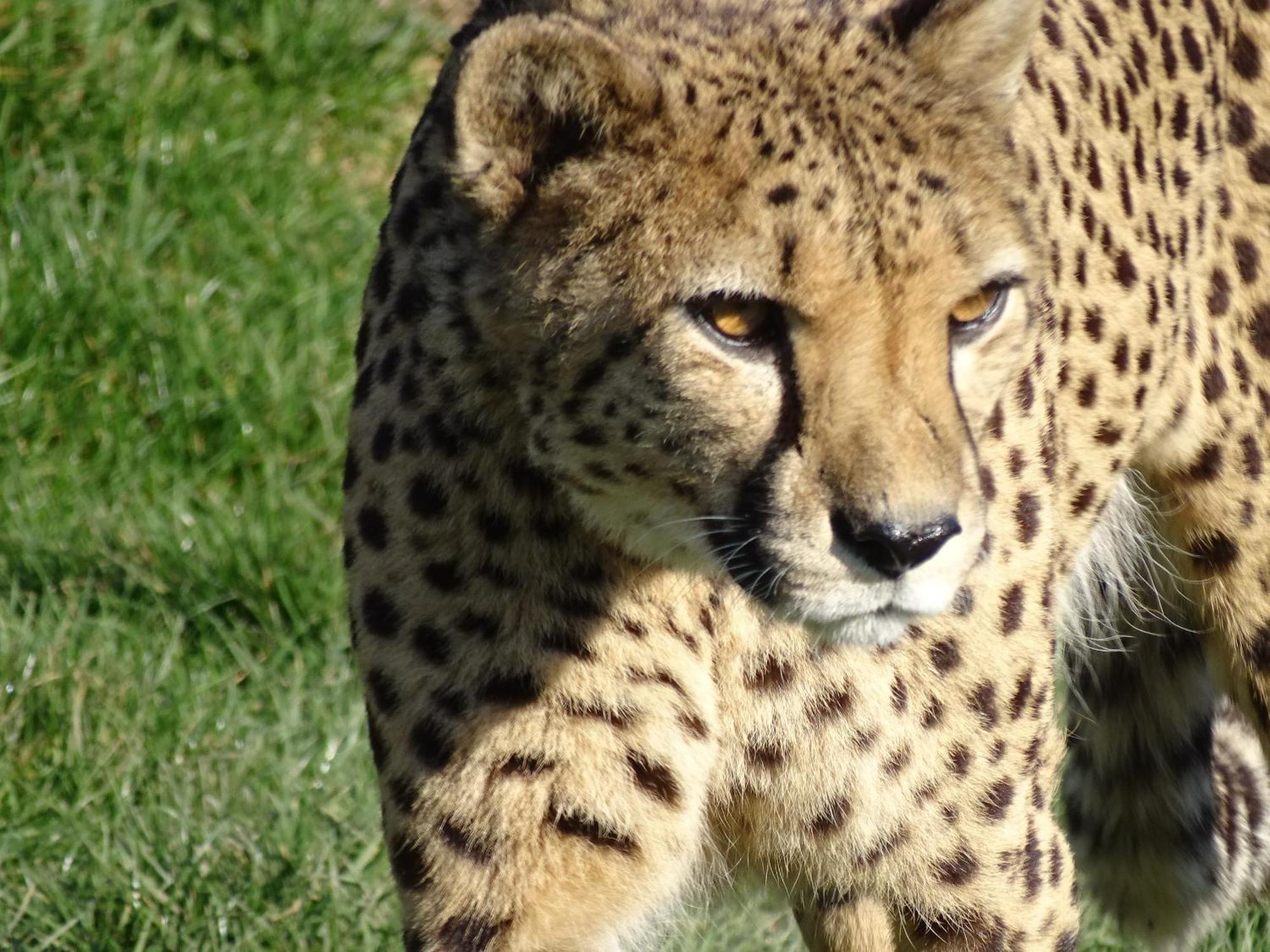 Trainefeuilles - Chambres D'Hotes Proche Zoo De Beauval Le Controis-en-Sologne Exteriör bild